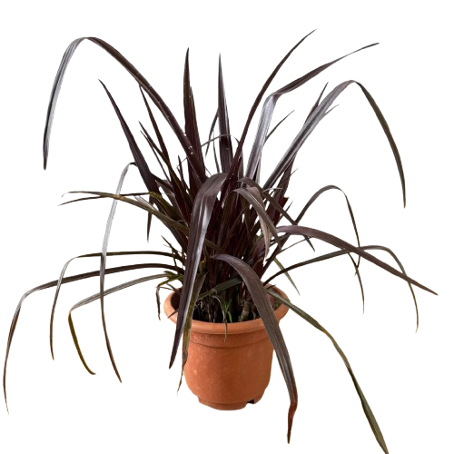 Crinum 'Menehune', Red Bog Lily (0.4m) – IM Garden Mart