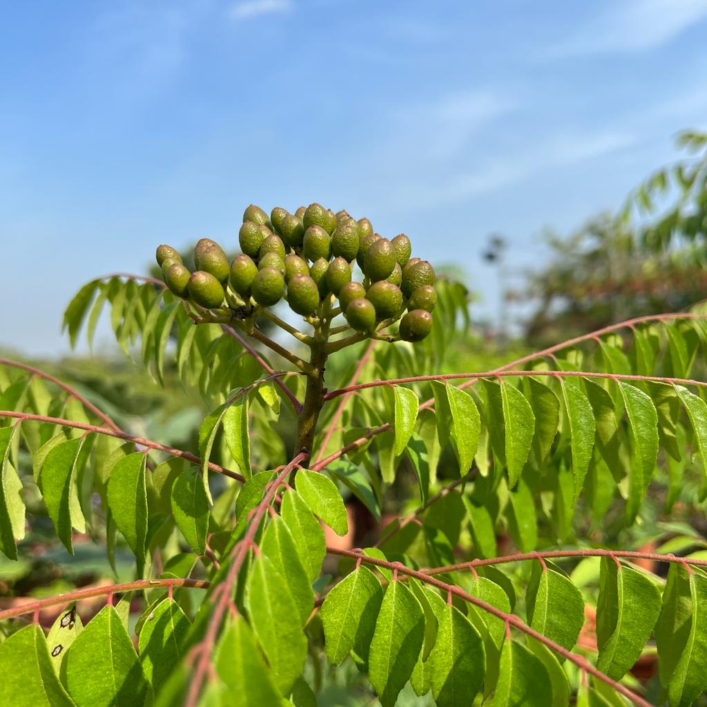 Murraya koenigii, Indian Curry Tree, Curry Tree (0.8m) – IM Garden Mart
