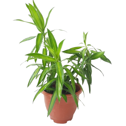 dracaena reflexa aurea variegata Dracaena reflexa – IM Garden Mart