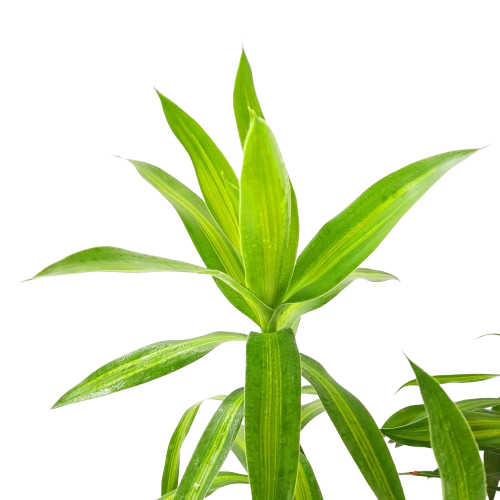 dracaena aurea Dracaena reflexa – IM Garden Mart