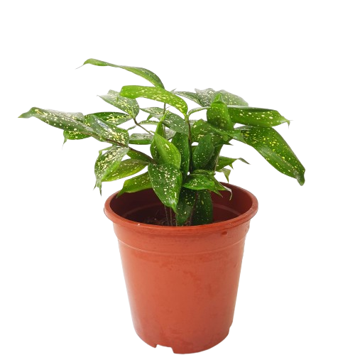 dracaena godseffiana gold dust Dracaena surculosa – IM Garden Mart