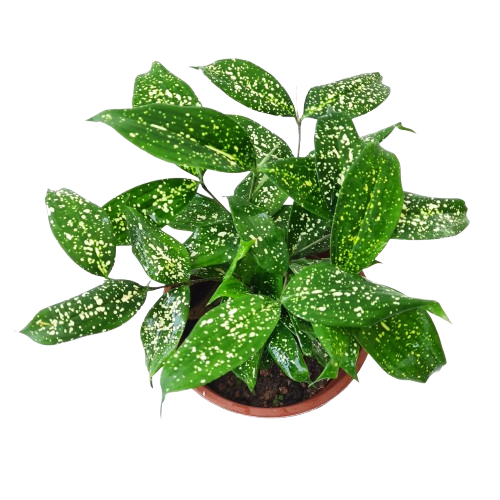 gold dust dracaena dracaena surculosa Dracaena surculosa – IM Garden Mart