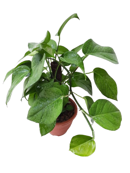 epipremnum is money plant Epipremnum aureum (Money Plant) (0.45m)* – IM Garden Mart