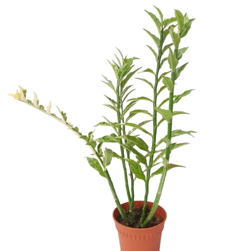 is euphorbia tithymaloides indoor plant Euphorbia tithymaloides – IM Garden Mart