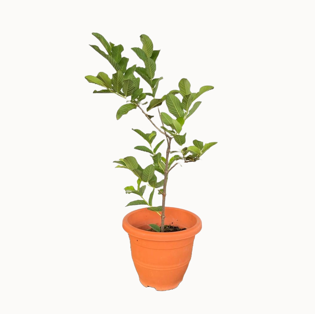 plant guava seeds in pot Psidium guajava, Guava (0.8m) – IM Garden Mart