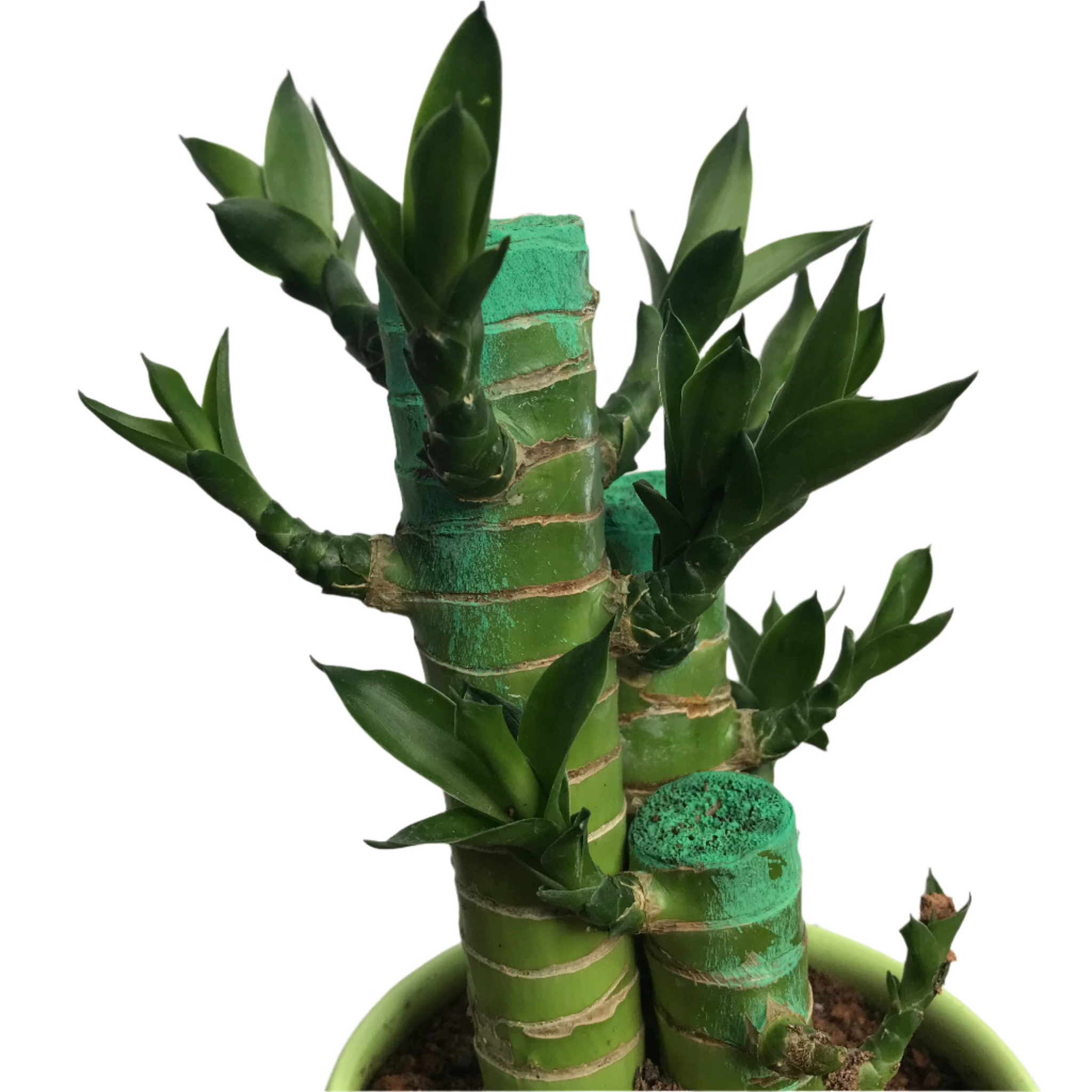 lucky bamboo cny CNY Lucky Bamboo 3 STEM in Design Green Pot (0.22m) – IM Garden Mart