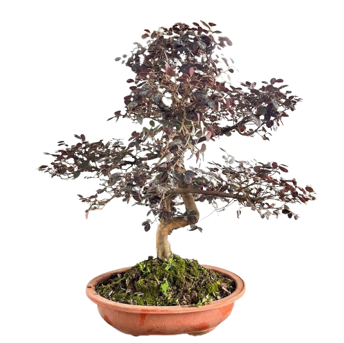 loropetalum bonsai tree Loropetalum sp, Bonsai (0.6m) – IM Garden Mart