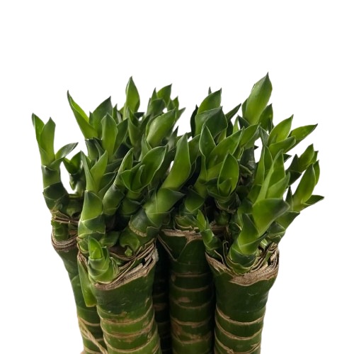 lucky bamboo cny CNY Lucky Bamboo (3 to 5 Head) 10 Pcs/Bundle – IM Garden Mart