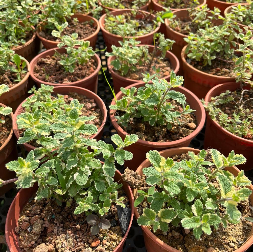 mint pineapple plant Mentha suaveolens 'Variegata', Variegated Pineapple Mint (0.2m) – IM Garden Mart