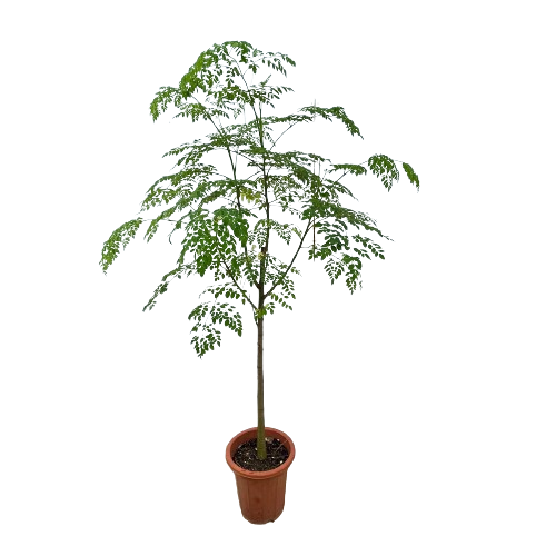 drumstick plant in pot Moringa oleifera Lamk, Drumstick Tree (1.5m) – IM Garden Mart