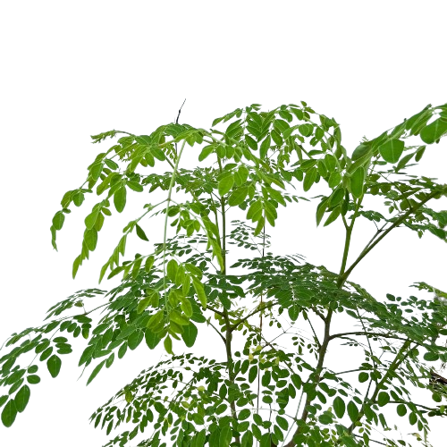 Muuringa Tree Moringa oleifera Lamk, Drumstick Tree (1.5m) β IM Garden Mart