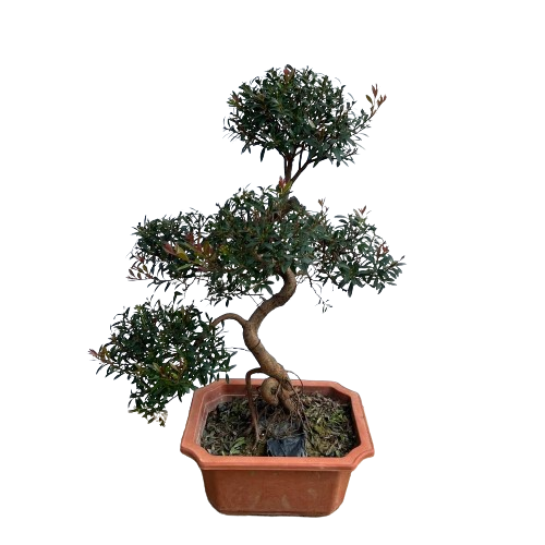 silk tree bonsai Myrtus Communis Bonsai, Golden Silk (0.5m) – IM Garden Mart