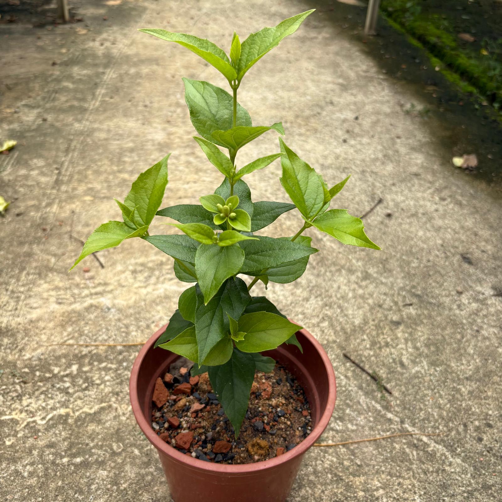 nyctanthes arbor tristis potted plant Nyctanthes arbor-tristis, Tree of Sadness, Night Blooming Jasmine, Cor – IM  Garden Mart