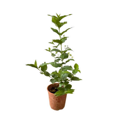 nyctanthes arbor-tristis potted plant Nyctanthes arbor-tristis, Tree of Sadness, Night Blooming Jasmine, Cor – IM  Garden Mart