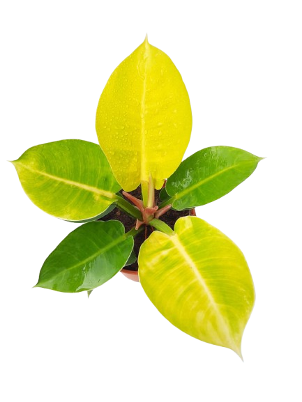little apple philodendron Philodendron sp 'Apple Green' (0.26m) – IM Garden Mart