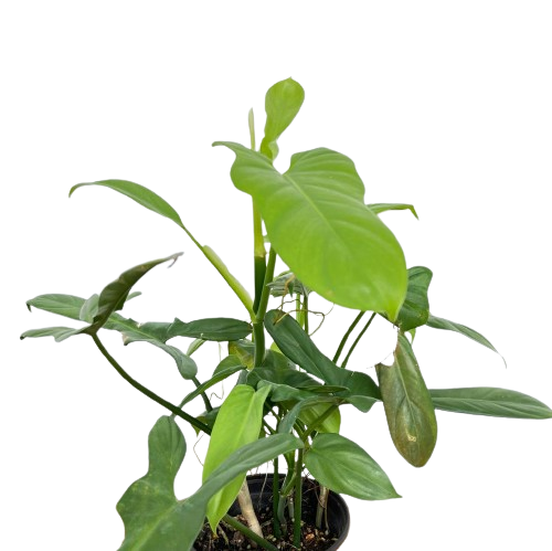 philodendron bipennifolium panda Philodendron Bipennifolium (0.3m) – IM Garden Mart