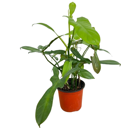 philodendron bipennifolium in pot Philodendron Bipennifolium (0.3m) – IM Garden Mart