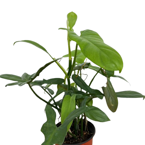 philodendron bipennifolium juvenile Philodendron Bipennifolium (0.3m) – IM Garden Mart