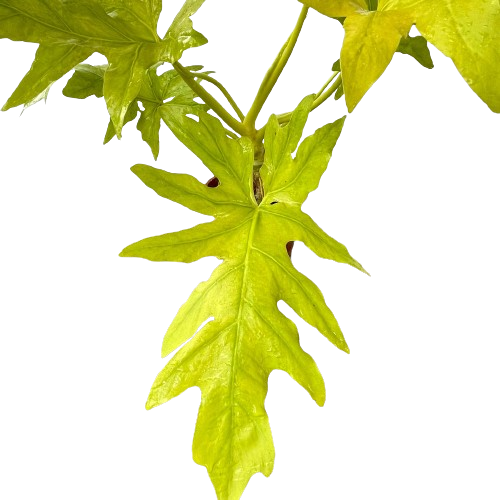 selloum gold philodendron Philodendron Selloum Gold (0.35m) – IM Garden Mart