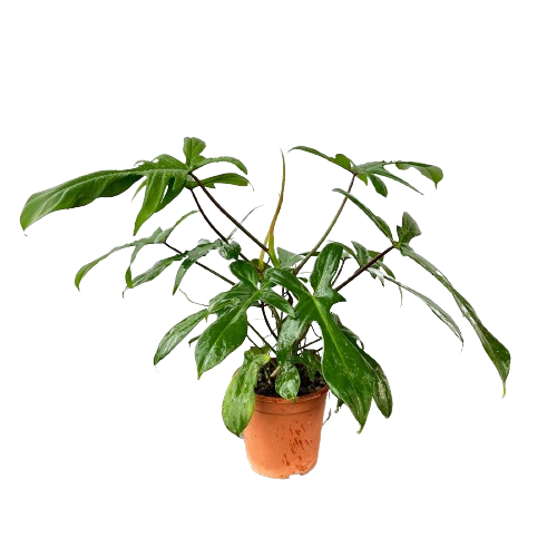 philodendron squamiferum poepp. Philodendron squamiferum Poepp, Red Bristle Philodemdron (0.35m) – IM Garden Mart