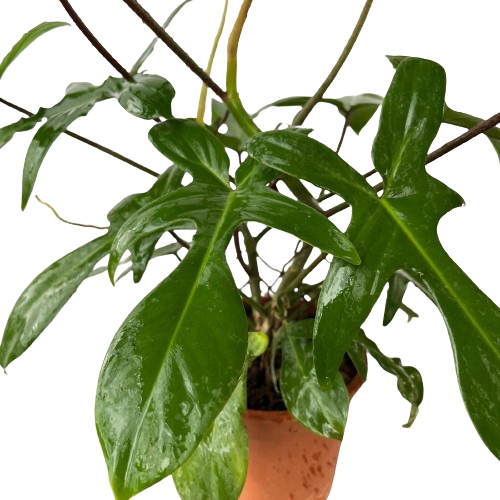 red bristle philodendron Philodendron squamiferum Poepp, Red Bristle Philodemdron (0.35m) – IM Garden Mart