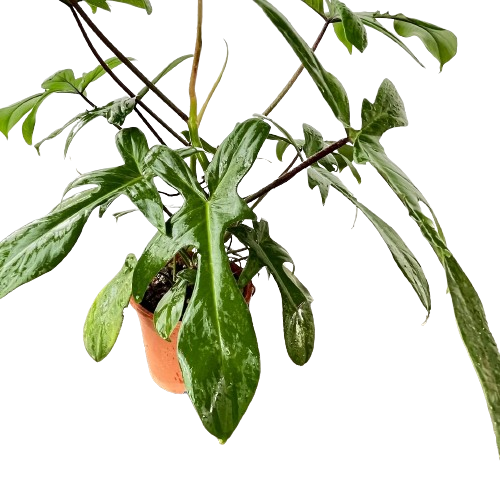 Philodendron squamiferum Poepp, Red Bristle Philodemdron (0.35m) – IM  Garden Mart