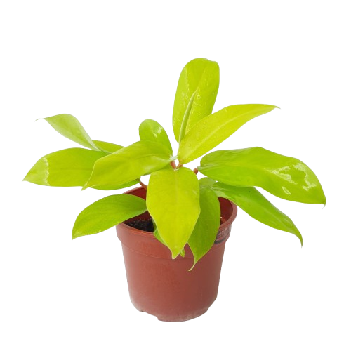 blushing philodendron for sale Philodendron erubescens 'Gold', Blushing Philodendron (0.3m) – IM Garden Mart
