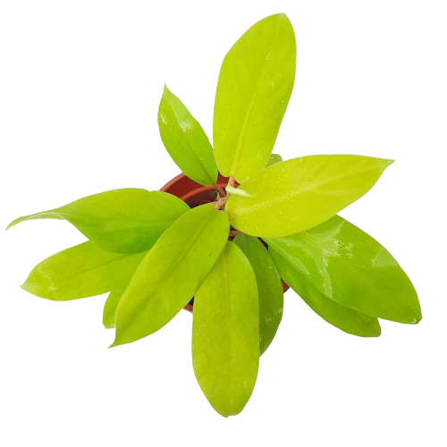 philodendron erubescens gold Philodendron erubescens 'Gold', Blushing Philodendron (0.3m) – IM Garden Mart