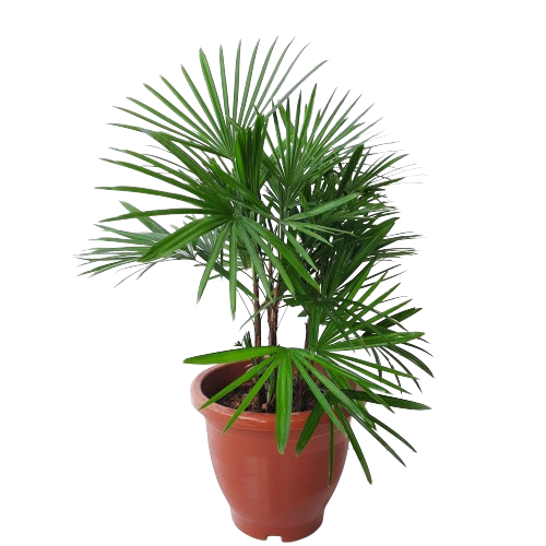 finger palm plant Rhapis multifida (0.7m) – IM Garden Mart