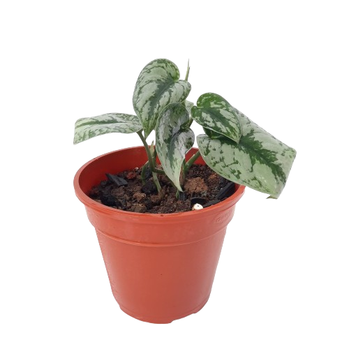 silver pothos scindapsus pictus argyraeus Scindapsus pictus 'Argyraeus', Satin Pothos, Silver vine (0.2m)* – IM  Garden Mart
