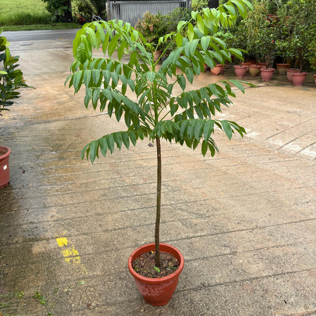Spondias dulcis Parkinson, Ambarella, Balonglong, Kedondong (1m) – IM ...