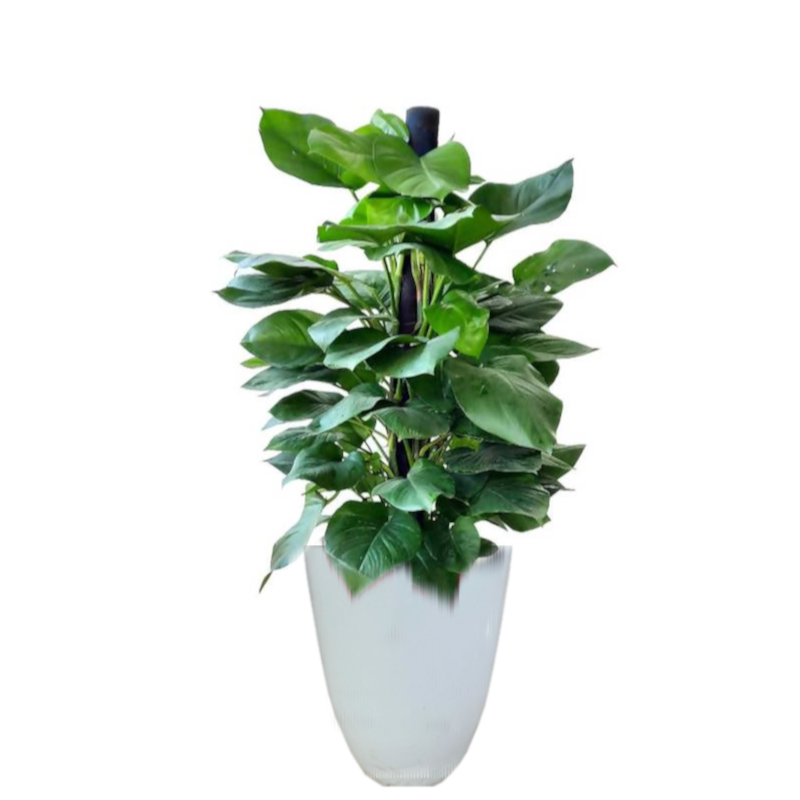 pothos 植物 Epipremnum Aureum, Money Plant, Pothos in Design Pot (1.6m) – IM Garden Mart
