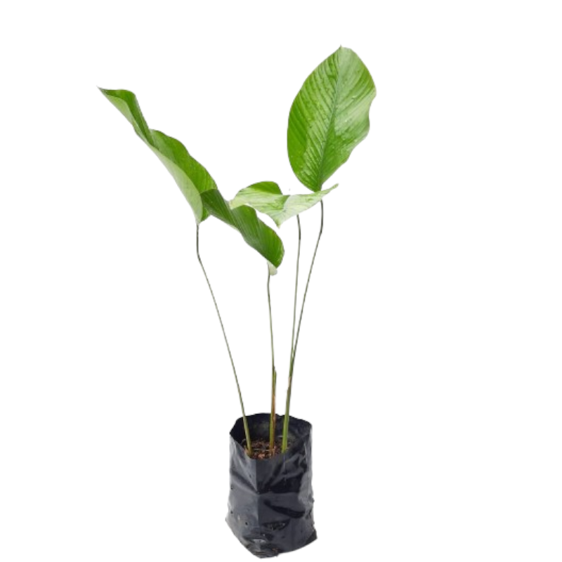 sweet prayer plant Thaumatococcus daniellii (Miracle Berry, Sweet Prayer Plant) (0.4m)* – IM Garden Mart