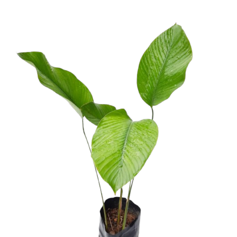 sweet prayer plant Thaumatococcus daniellii (Miracle Berry, Sweet Prayer Plant) (0.4m)* – IM Garden Mart