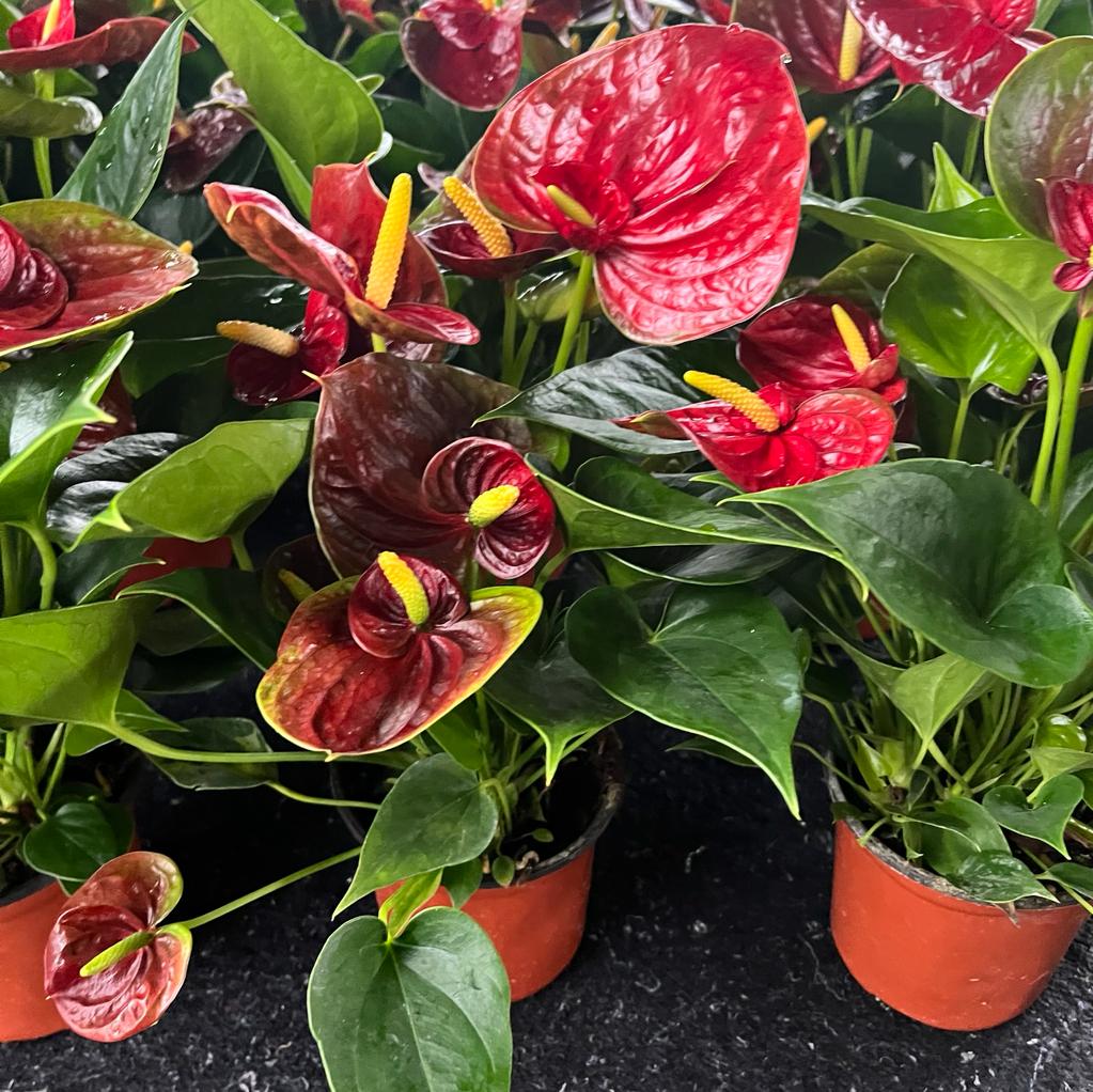 anthurium andreanum success red Anthurium andraeanum, Flamingo Lily Red (0.38m) – IM Garden Mart