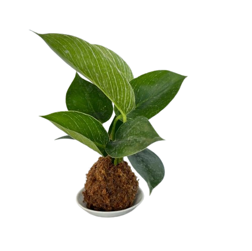 philodendron kokedama Philodendron Birkin Variegata Kokedama (0.25m) – IM Garden Mart