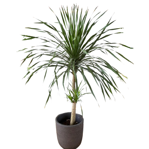 dracaena draco png Dracaena Draco, Multi Stem Dragon Plant (1.2m) – IM Garden Mart