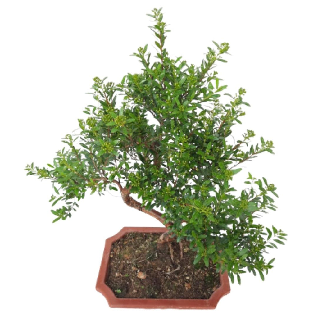 Bonsai - Golden Silk Bonsai - Myyrtus Communis Bonsai Tree