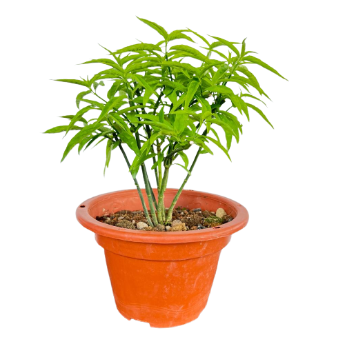 sabah snake grass plant glioblastoma Clinacanthus nutans (Burm. f.) Lindau, Sabah Snake Grass (0.4m) – IM Garden Mart