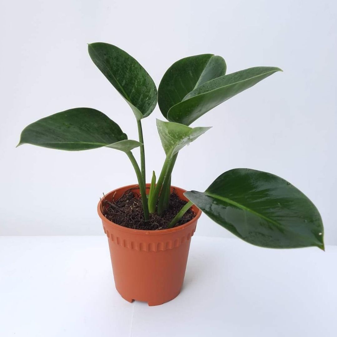 philodendron green princess big Philodendron Green 'Princess' (0.3m)* – IM Garden Mart