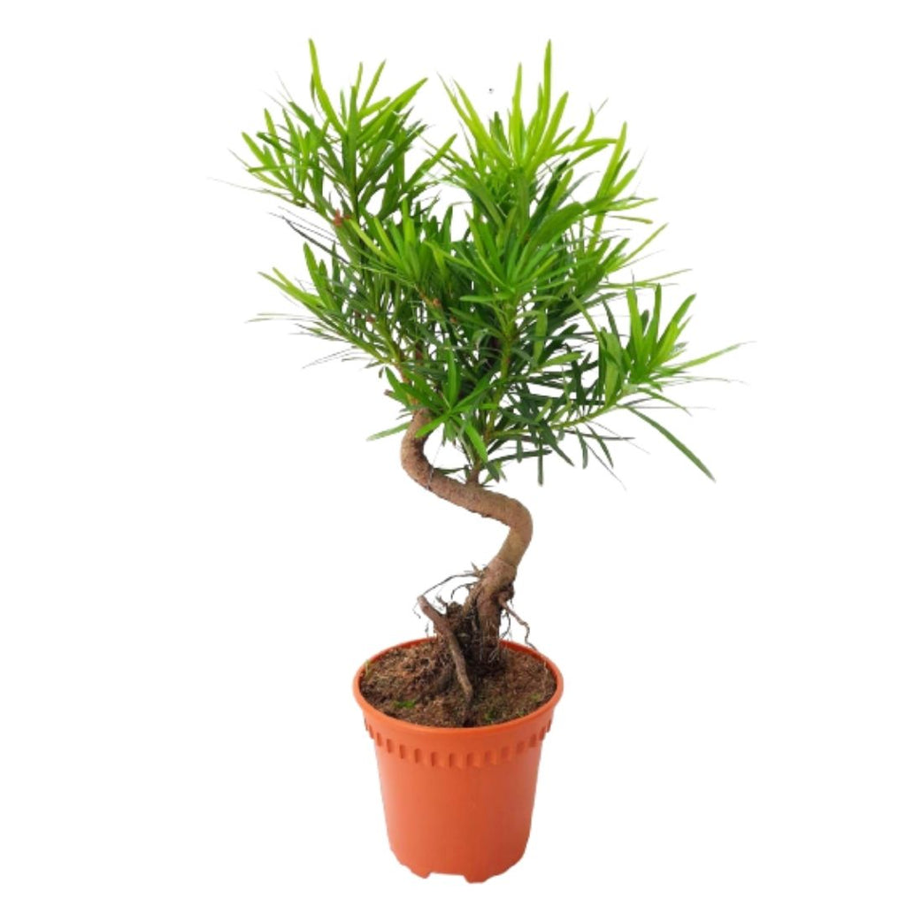 Bonsai - Buddhist Pine - Podocarpus Macrophyllus