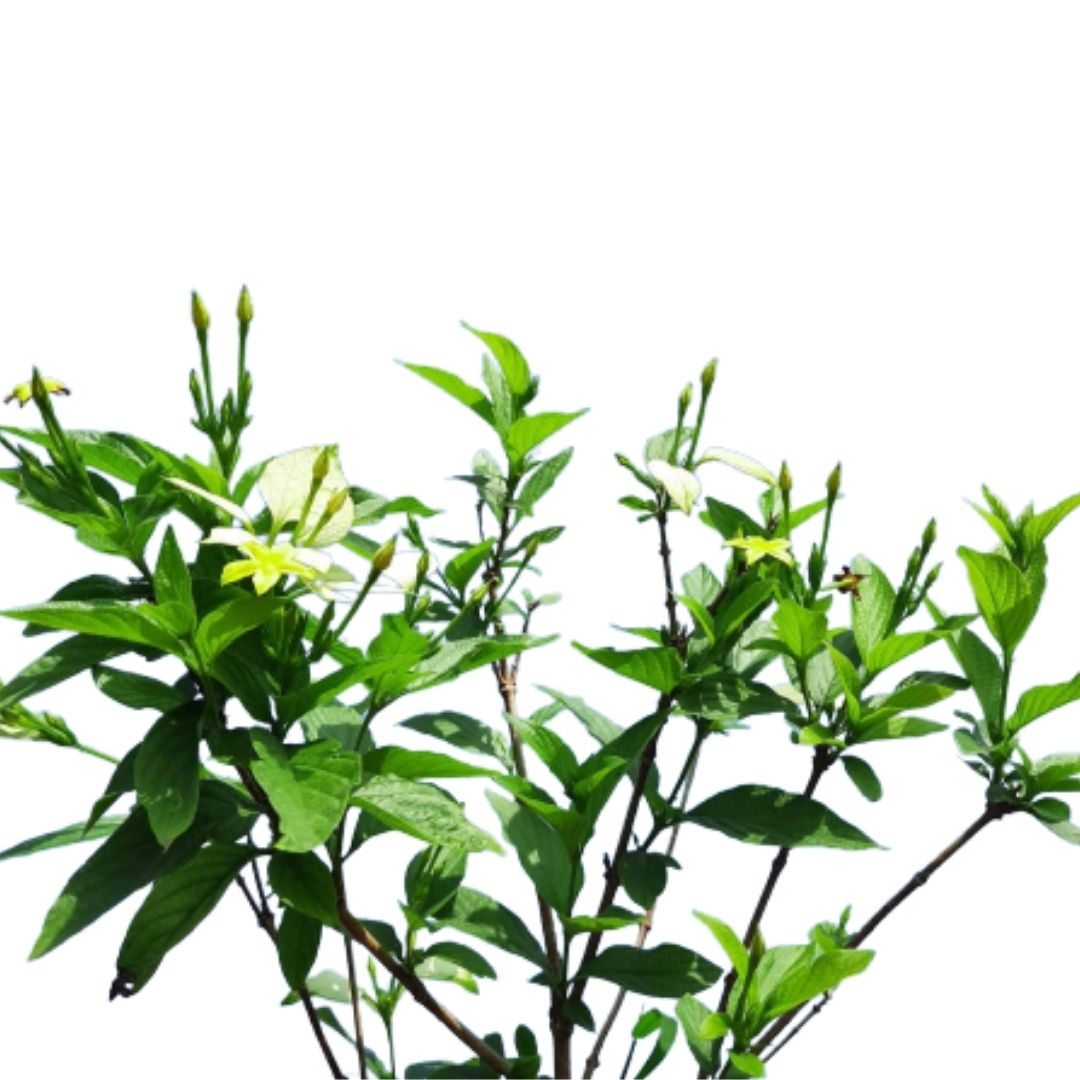 Pseudomussaenda flava – IM Garden Mart