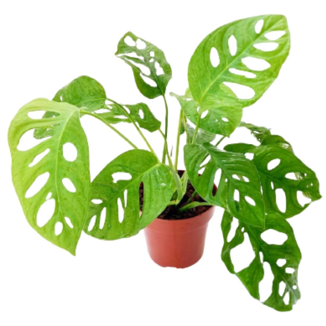 window leaf philodendron Monstera obliqua (Window-Leaf Monstera) (0.22m)* – IM Garden Mart