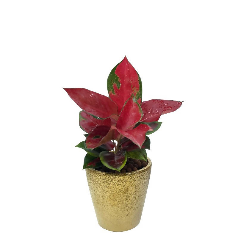 starking aglaonema Aglaonema 'Sexy Red' in Gold Design Pot (0.3m) – IM Garden Mart