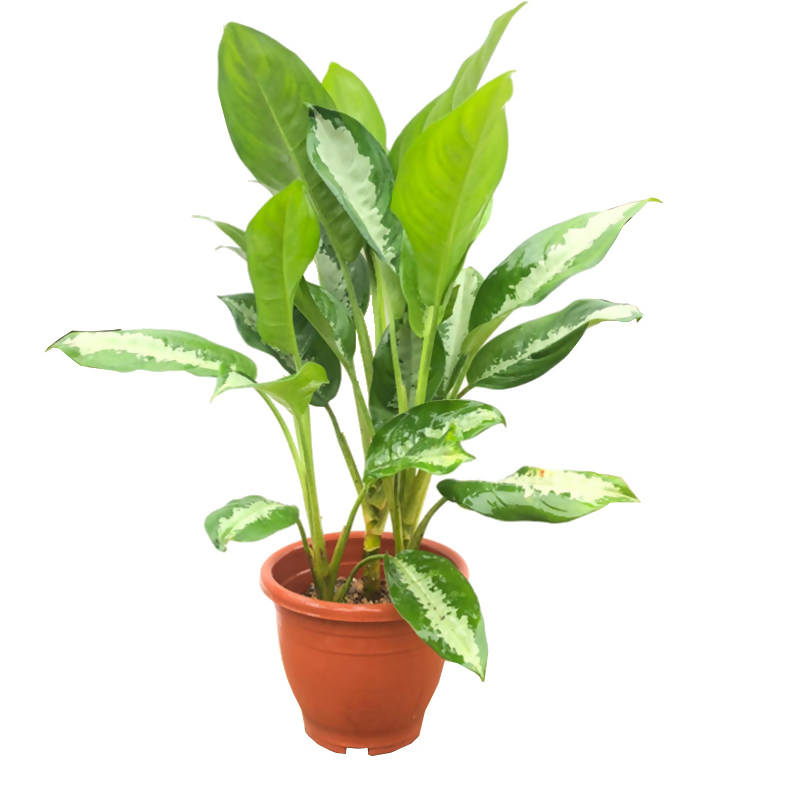 aglaonema nitidum & 39 Aglaonema nitidum – IM Garden Mart