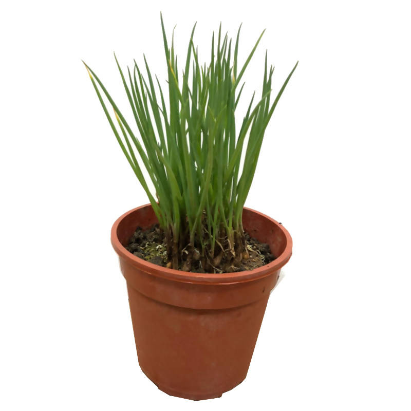 Onion Chives