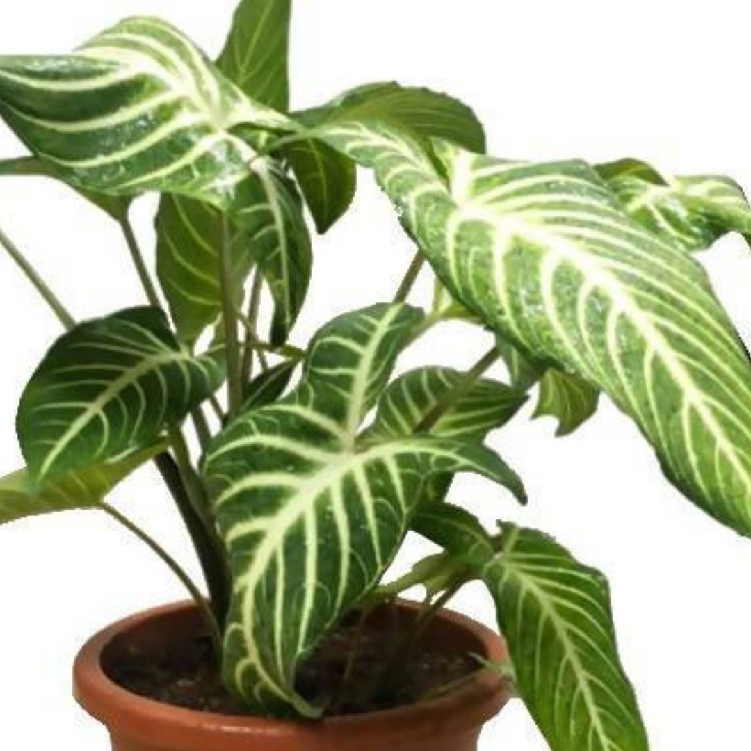 indoor plant with white veins Caladium lindenii – IM Garden Mart