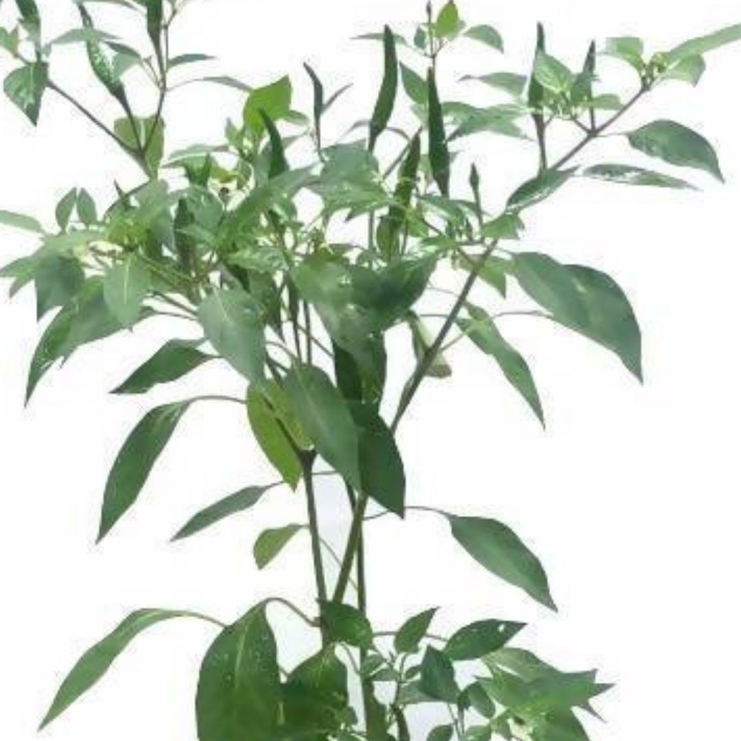 tobacco chilli Capsicum frutescens, Tabasco Pepper, Chilli – IM Garden Mart tobacco chilli Capsicum frutescens, Tabasco Pepper, Chilli – IM Garden Mart