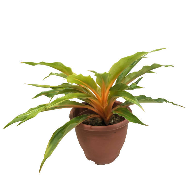 Chlorophytum amaniense 'Fire Flash', Sierra Leone Lily (0.4m) – IM Garden  Mart