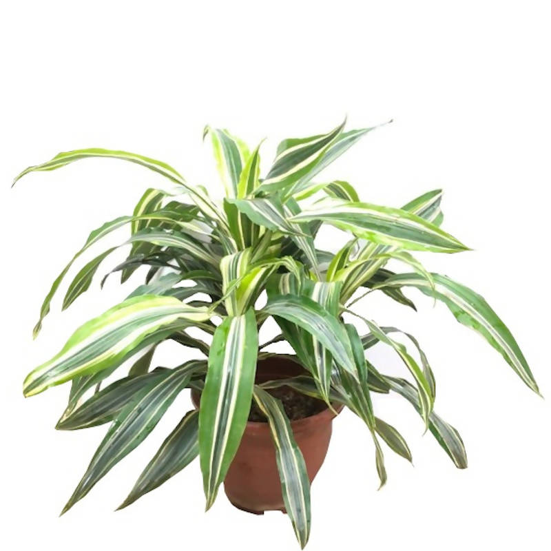 dracaena massangeana giganta Dracaena Massangeana Giganta, Cornstalk Dracaena Green (0.5m) – IM Garden Mart